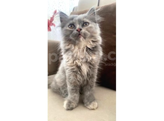 British Longhair görsel