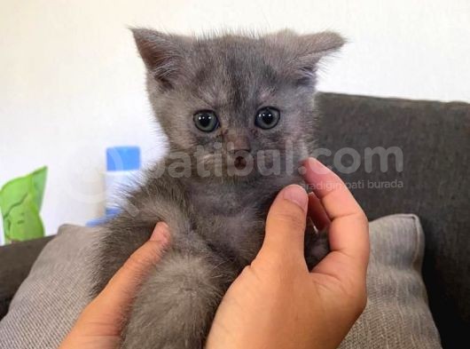 3 Aylık Yavru Kediler görsel