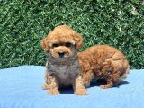 Mi̇ni̇ Toy Poodle Yavrular