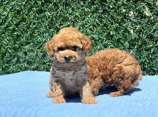 Mi̇ni̇ Toy Poodle Yavrular görsel