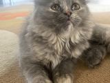 British Longhair