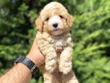 Gerçek Malti̇poo Yavrumuz Çi̇ft Renk