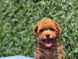 Red Toy Poodle Yavrular