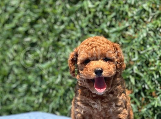 Red Toy Poodle Yavrular