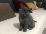 Acil Britishshorthair