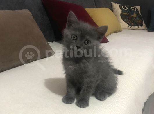 Acil Britishshorthair