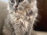 British LongHair