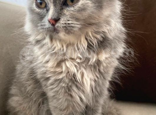 British Longhair