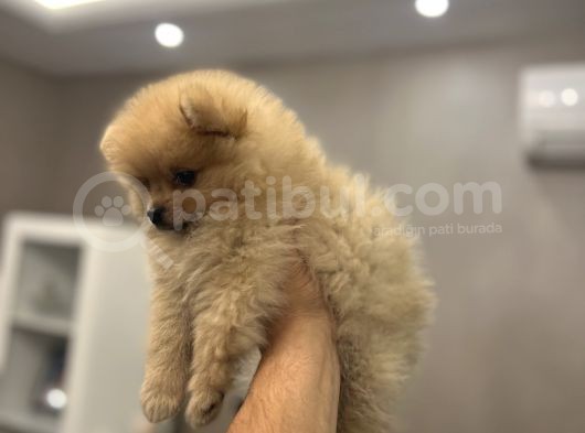 Uygun Pomeri̇an Boo Di̇şi̇ 850 Gram 2 Aylık Pasaportlu görsel