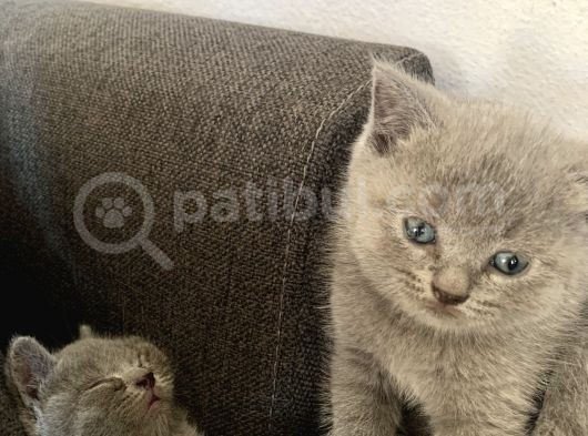3 Aylık Yavru Kediler görsel