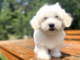 A Kali̇te Beyaz Malti̇poo Yavrumuz