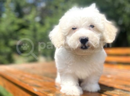 A Kali̇te Beyaz Malti̇poo Yavrumuz görsel