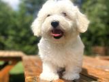 A Kali̇te Beyaz Malti̇poo Yavrumuz