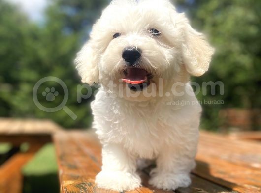 A Kali̇te Beyaz Malti̇poo Yavrumuz