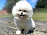 Teddy Face Orjinal Pomeranian Boo Bebekler