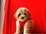 Türkiyenin En Guzel Maltipoo Bebekleri