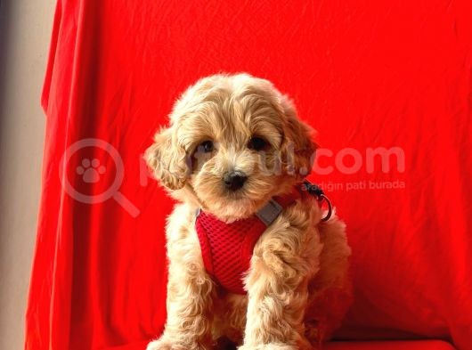 Türkiyenin En Guzel Maltipoo Bebekleri görsel