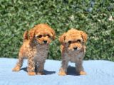Mi̇ni̇ Toy Poodle Yavrular