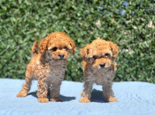 Mi̇ni̇ Toy Poodle Yavrular görsel