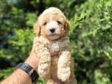 Gerçek Malti̇poo Yavrumuz Çi̇ft Renk