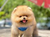 Safkan Pomeranian Teddy Bear Yavrular