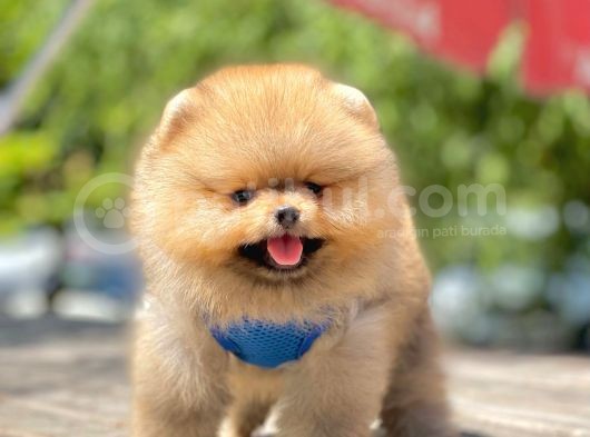 Safkan Pomeranian Teddy Bear Yavrular