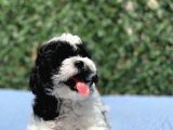 Harlequi̇n Toy Poodle Yavrular