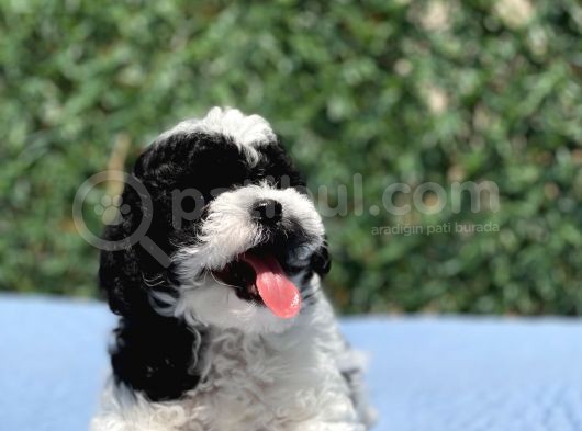 Harlequi̇n Toy Poodle Yavrular görsel