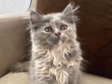 British Longhair