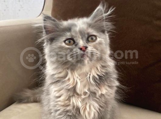 British Longhair görsel