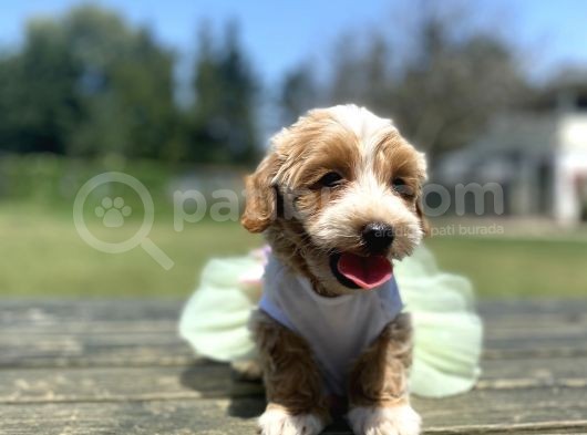 Show Kalite Maltipoo Yavrular görsel