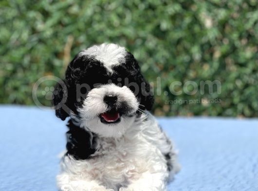 Harlequi̇n Toy Poodle Yavrular görsel