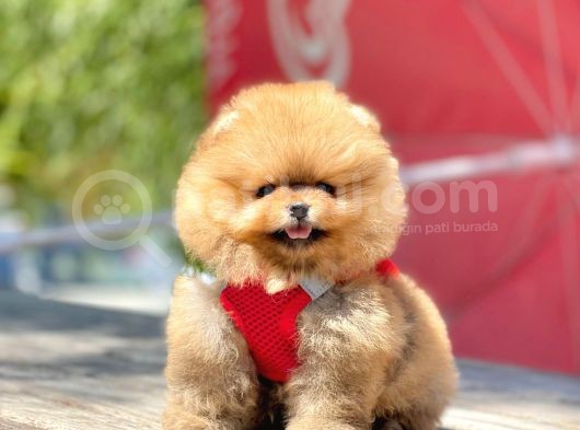Safkan Pomeranian Teddy Bear Yavrular görsel