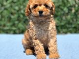 Mi̇ni̇ Toy Poodle Yavrular