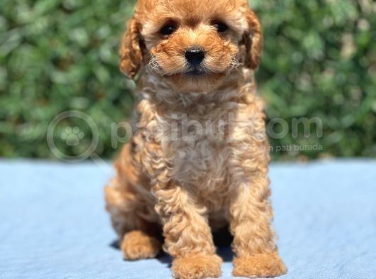 Mi̇ni̇ Toy Poodle Yavrular görsel