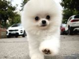 Ayı Surat Pomeranian Boo Yavrularımız