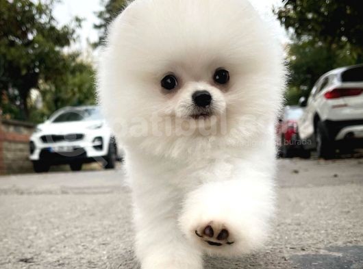 Ayı Surat Pomeranian Boo Yavrularımız görsel