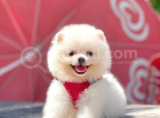 Safkan Pomeranian Teddy Bear Yavrular görsel