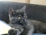 Acil Britishshorthair