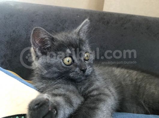 Acil Britishshorthair görsel