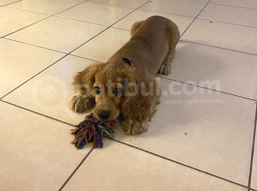 İngiliz Cocker 3,5 Ayık görsel