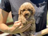 Show Kali̇te Toy Poodle Yavrular