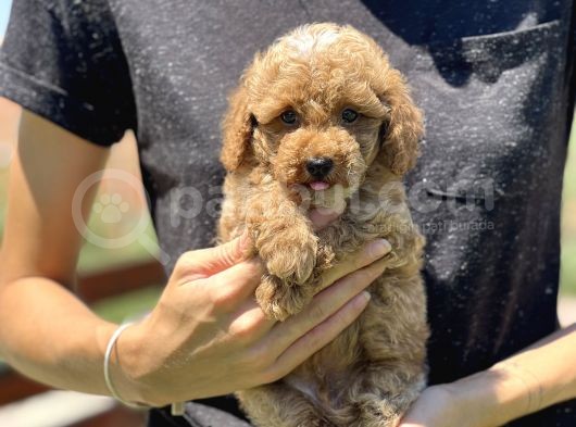 Show Kali̇te Toy Poodle Yavrular görsel