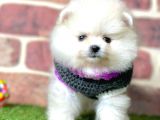 Show Kali̇te Pomerani̇an Boo Yavrular