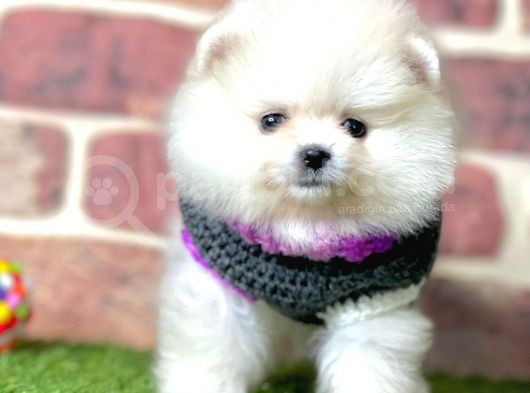 Show Kali̇te Pomerani̇an Boo Yavrular görsel