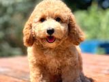 Efsane Guzellikte Disi Poodle Yavrularimiz