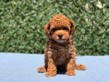 Red Toy Poodle Yavrular