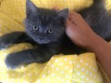 Acil Britishshorthair