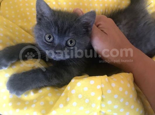 Acil Britishshorthair görsel