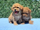 Mi̇ni̇ Toy Poodle Yavrular